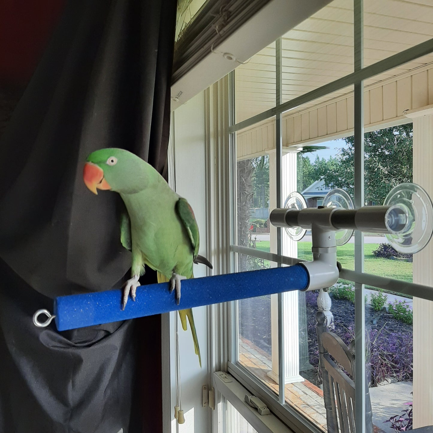 Polly's Window/Shower Perch~Sandy Large