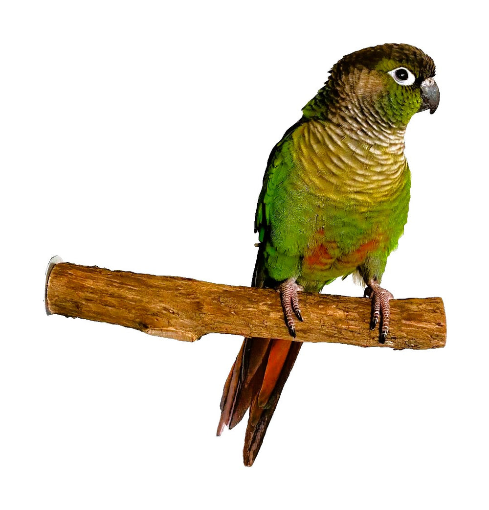 Polly s Pet Products Inc Polly s Pet Products Inc polly-s-pet-products-inc-polly-s-pet-products-inc