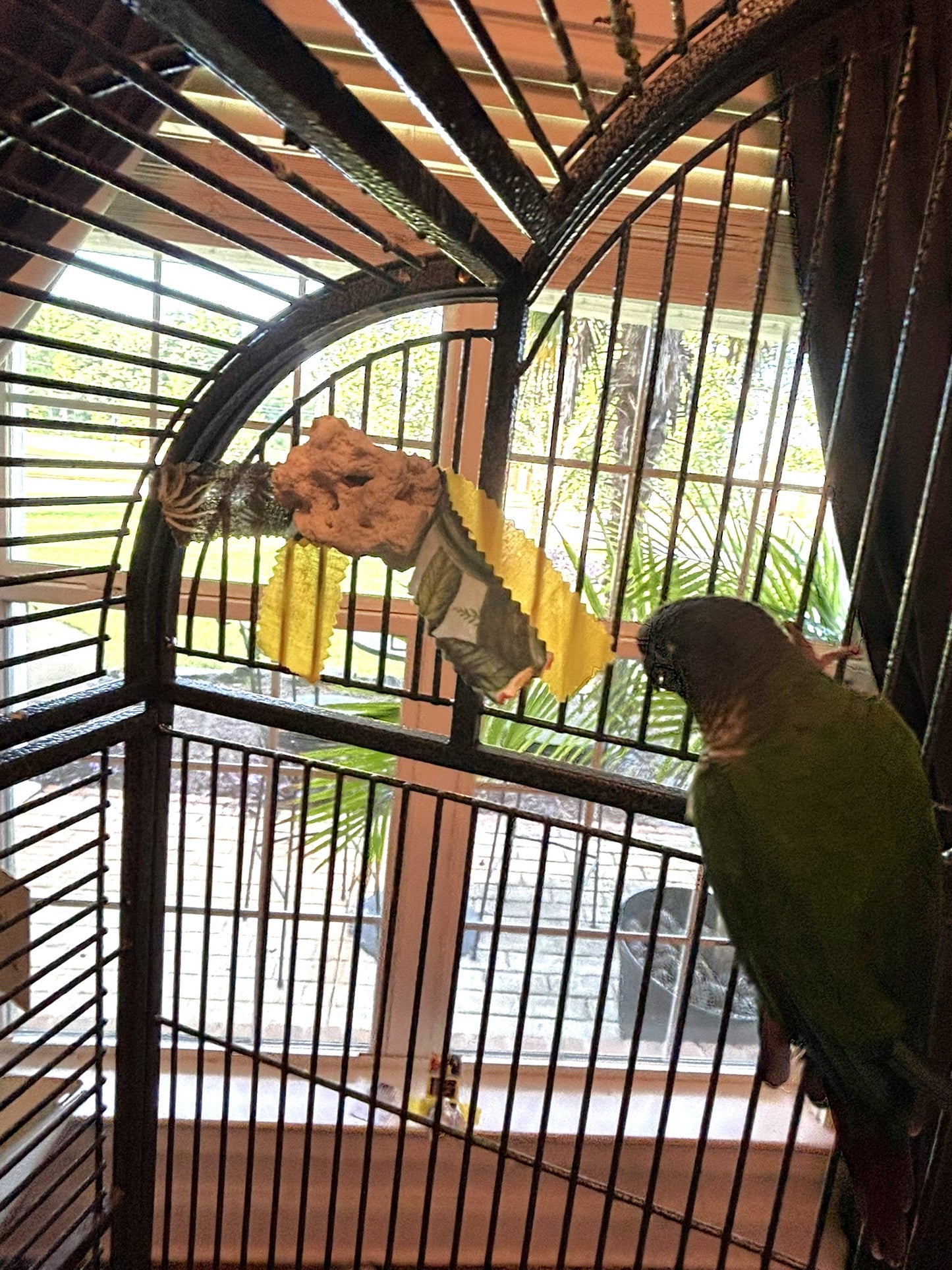 Beak Buffer