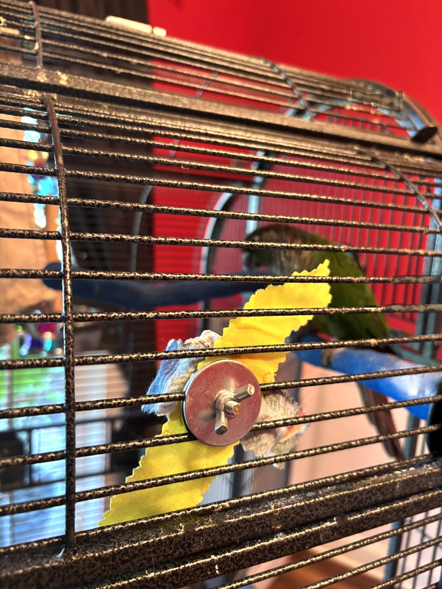 Beak Buffer