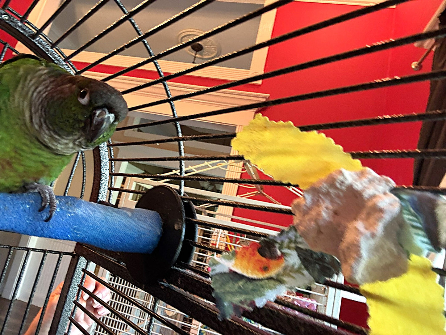 Beak Buffer
